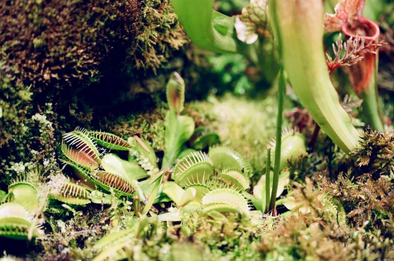 Les plantes carnivores : comment elles capturent et digèrent les mouches
