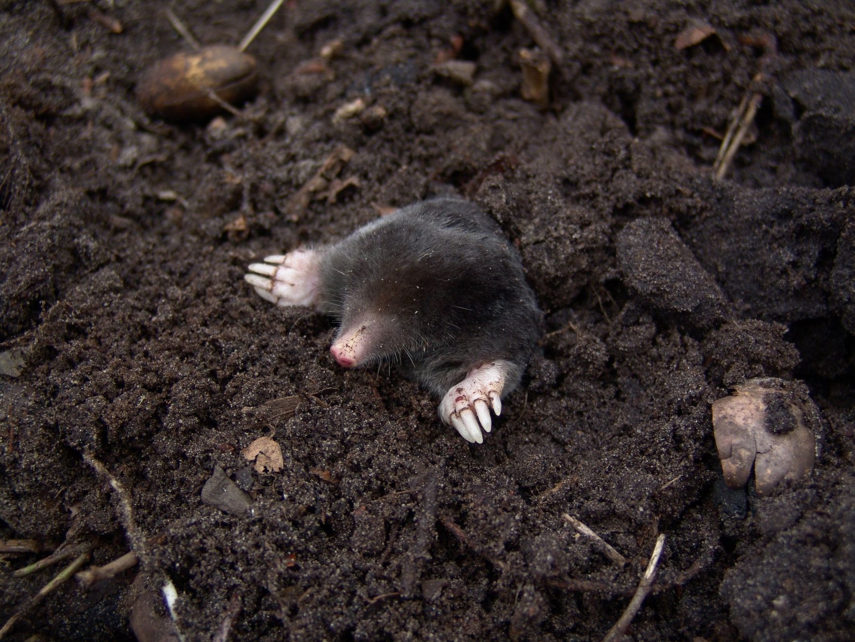 Rat Taupe : Guide Complet pour Identifier et Combattre cet Envahisseur Souterrain