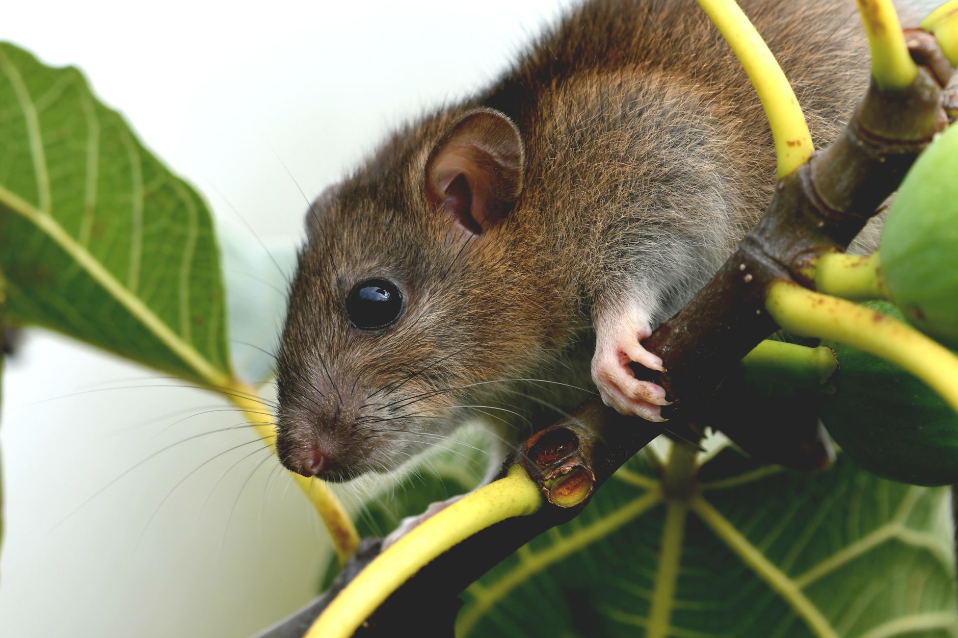 Identification du rat taupier : comment le reconnaître sans se tromper