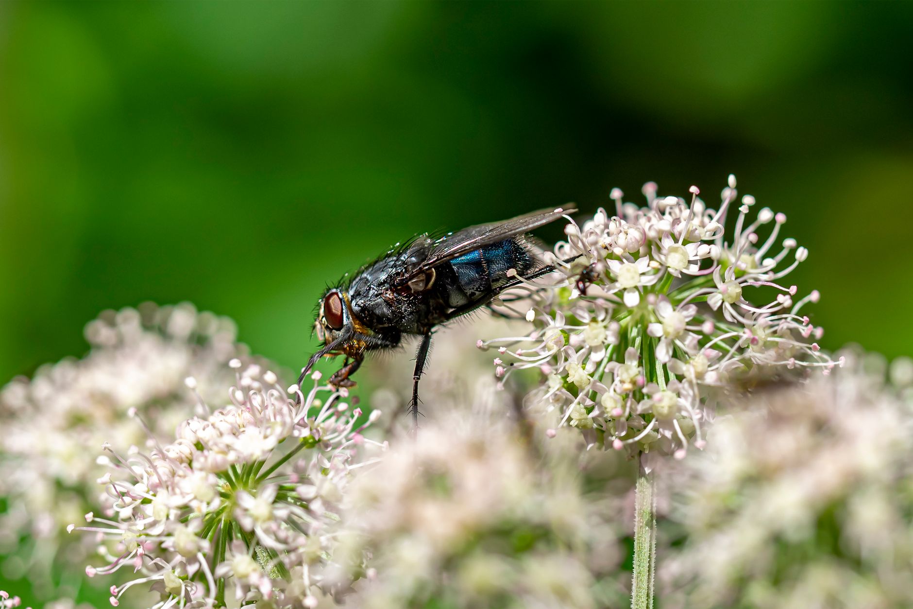 Pourquoi les mouches résistent à certains sprays anti mouche