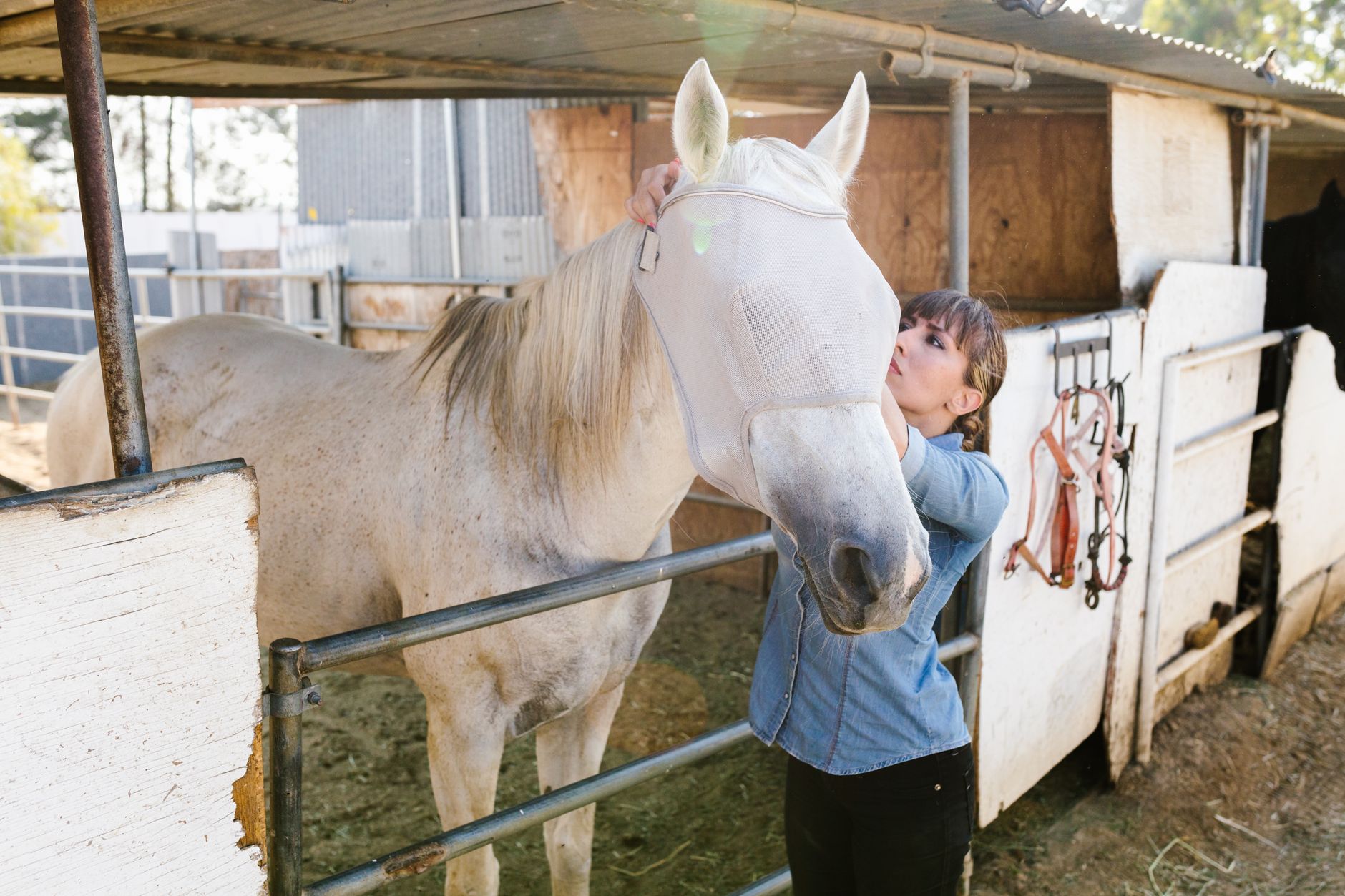 Spray anti mouche pour chevaux et animaux : des contraintes spécifiques