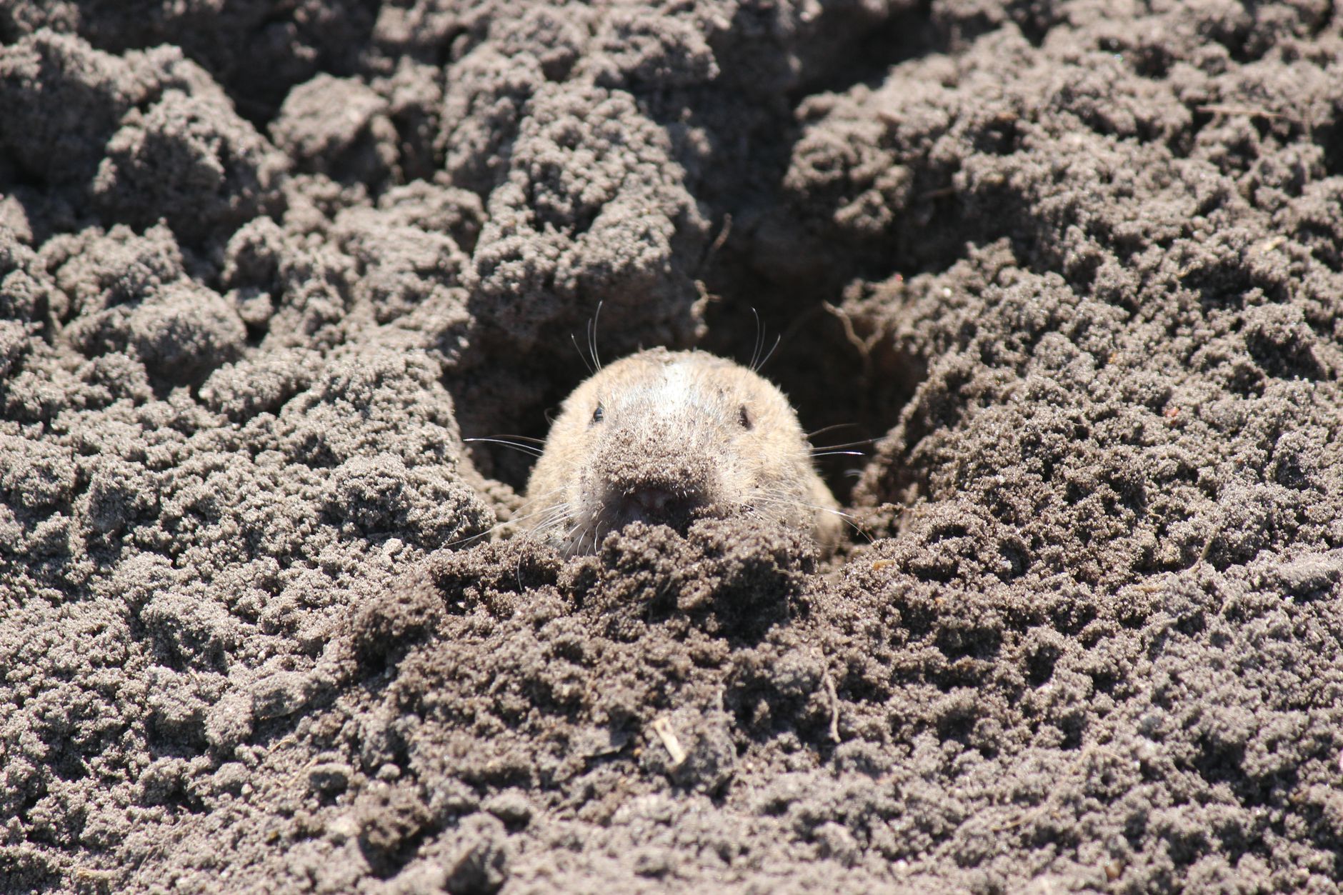 Pourquoi la taupe sort de terre : les vraies raisons biologiques