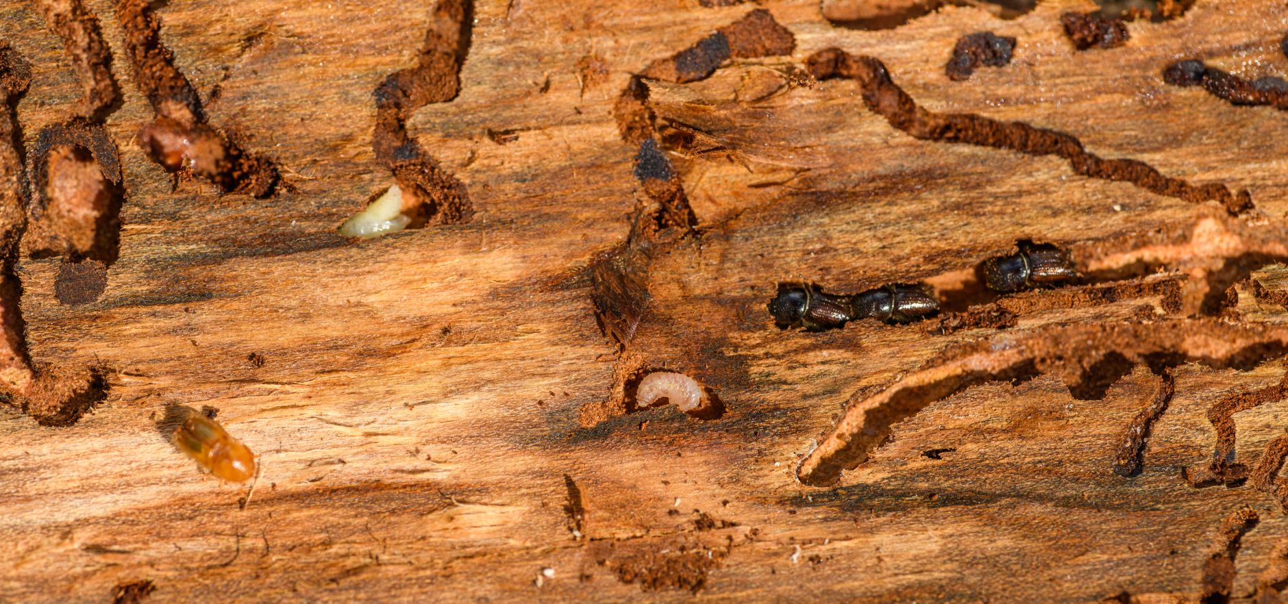 Les Termites Ravagent Votre Maison : Signes Alerte et Solutions