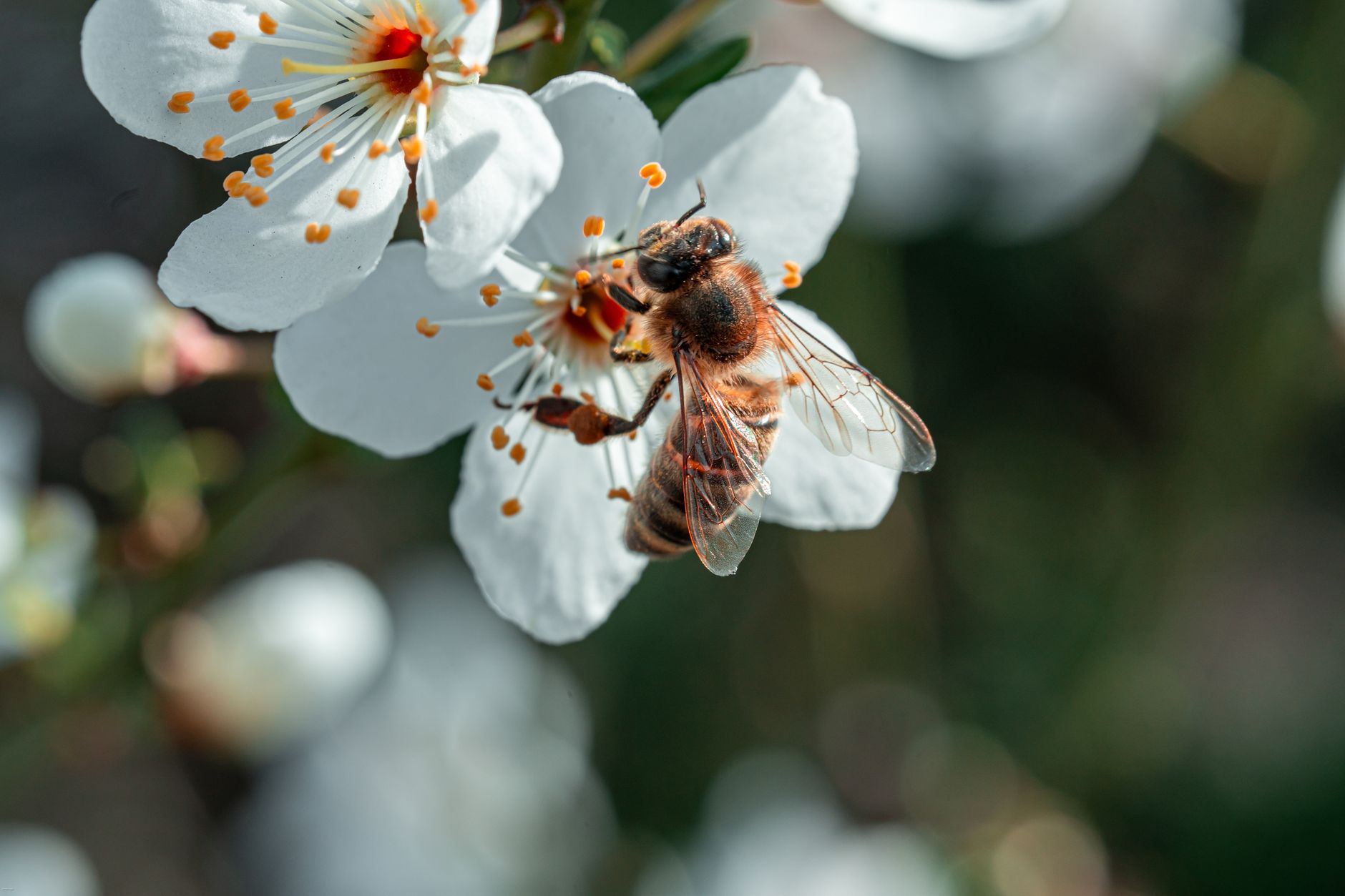 Impact sur la biodiversité et les insectes auxiliaires non cibles
