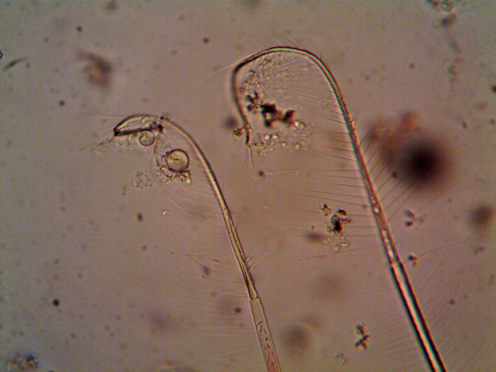 Les trichogrammes sont-ils vraiment dangereux ? La vérité scientifique