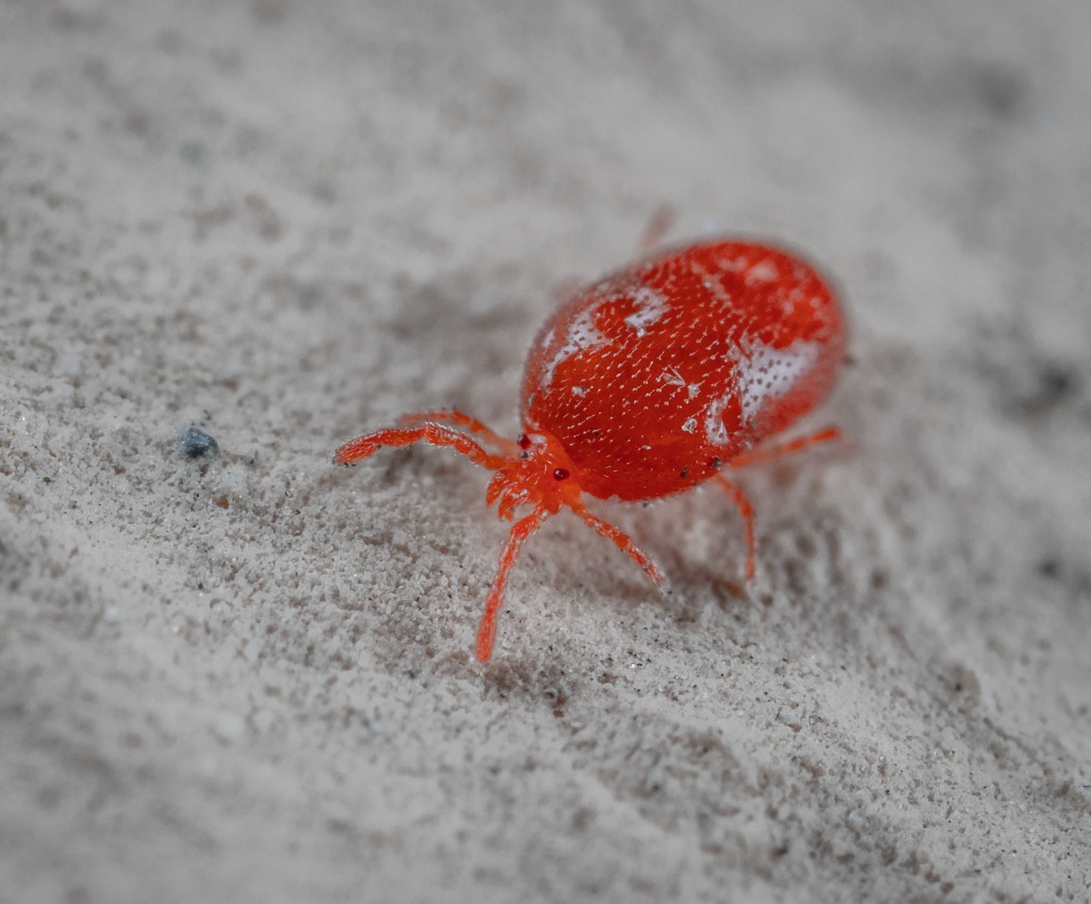 L'acarien rouge du velours : quand les trombidions envahissent dalles et rebords