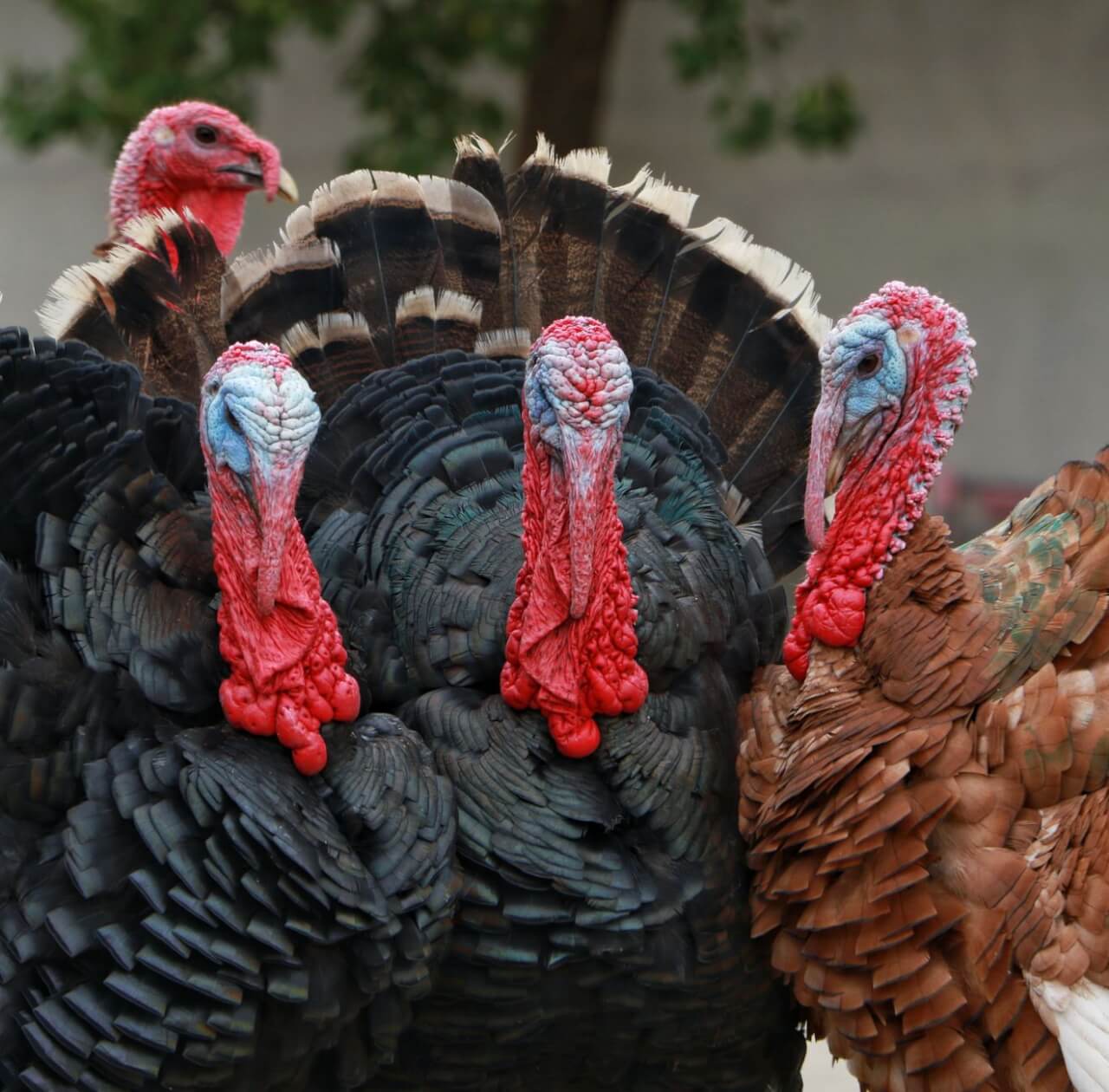 Combien de Dindes Sont Consommées à Thanksgiving ?