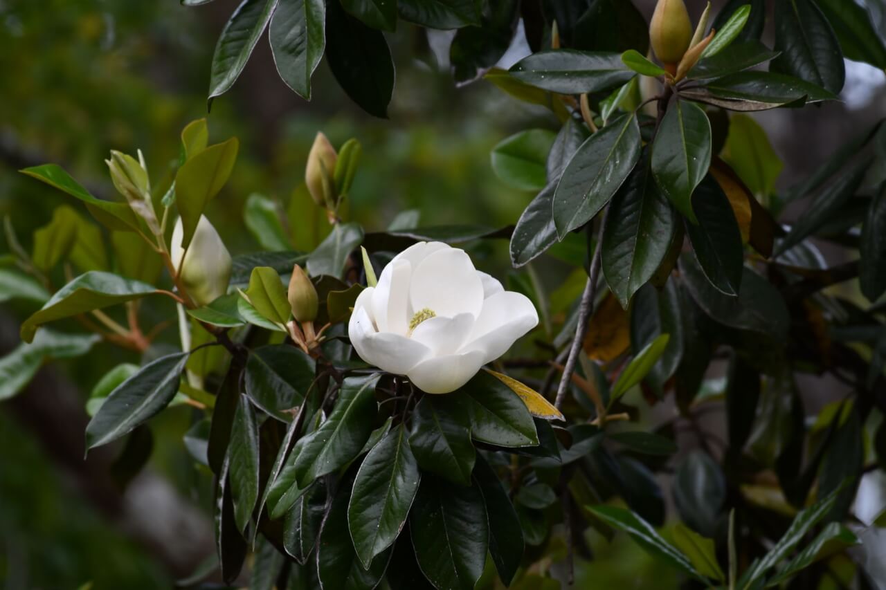 Mississippi : L'État de la Magnolia qui Surprend Tous les Observateurs