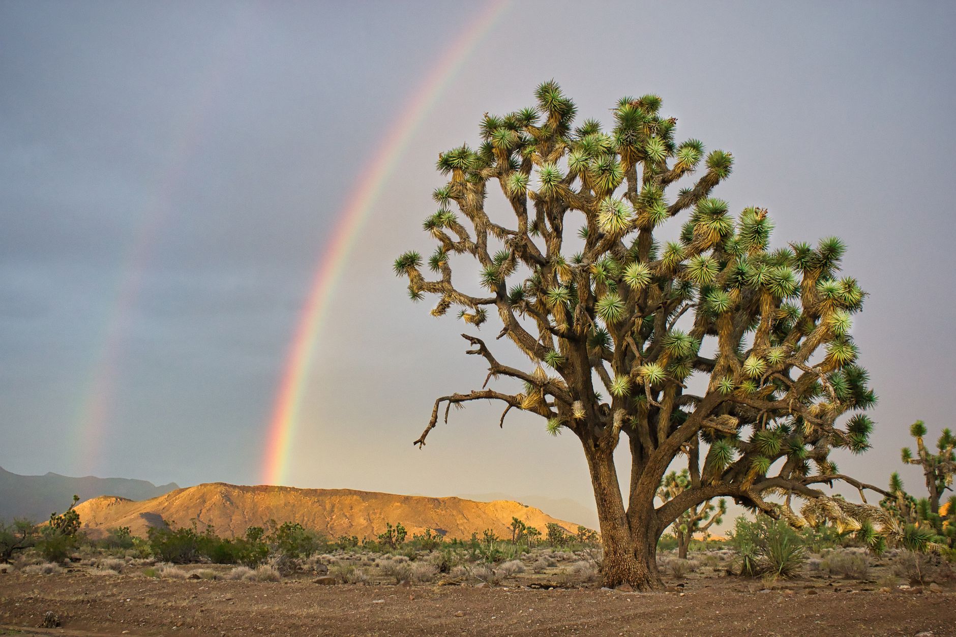 Le tronçon Arizona-Californie, le plus accessible depuis Las Vegas